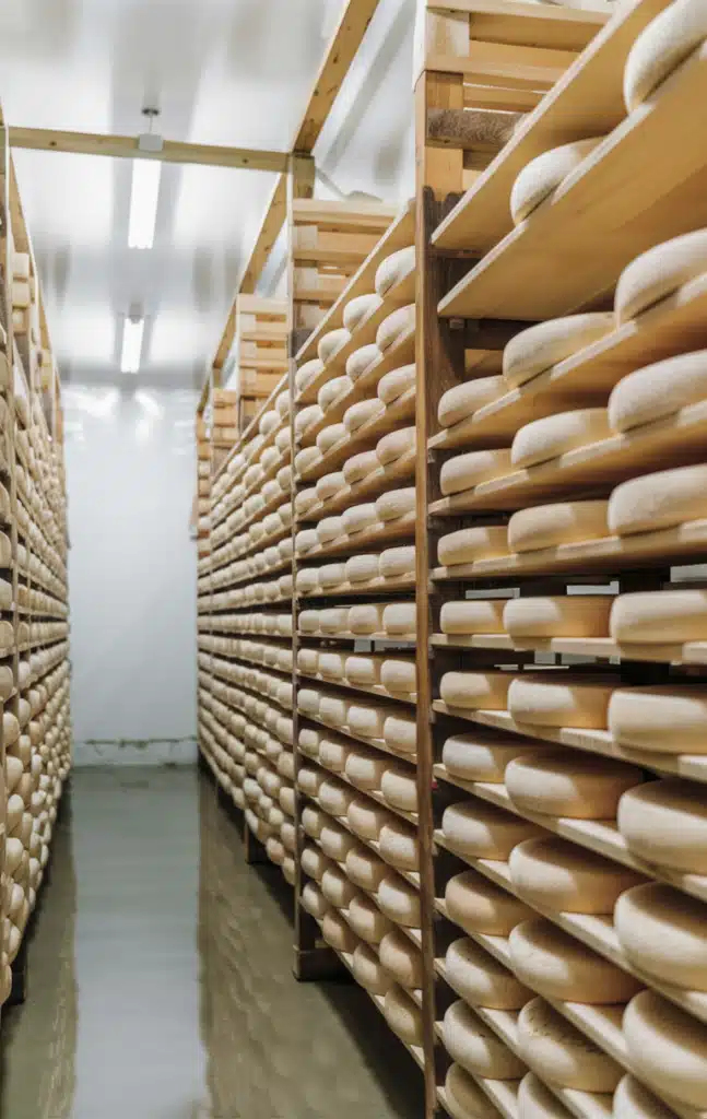 Rows of cheese wheels aging on wooden shelves in a controlled environment, illustrating the cheese aging process.