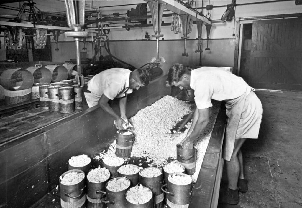 Two cheesemakers working in a traditional cheese factory, handling curds and whey in large vats with wooden molds in the foreground.