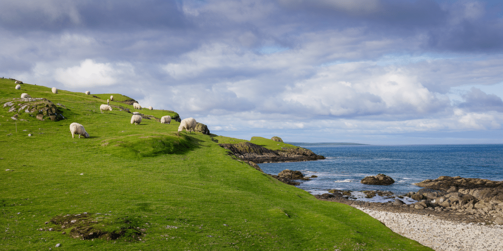 Sheep grazing on a lush green hillside along the rocky coast of Ireland, with the ocean and cloudy sky in the background.