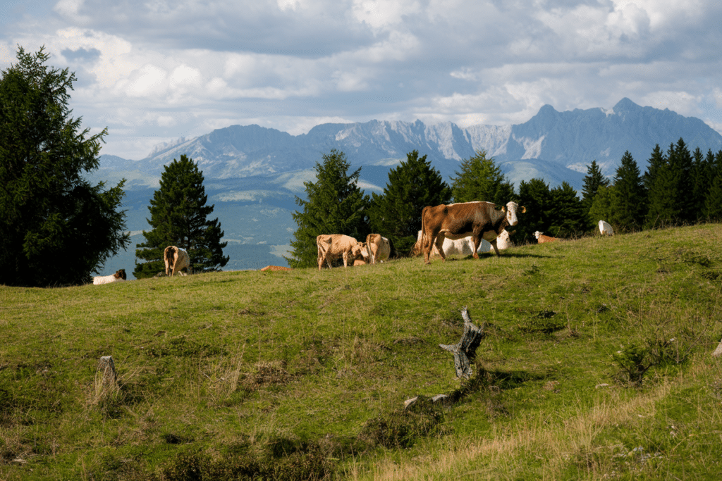 Cows grazing on a grassy hillside in the Italian countryside, with trees and a backdrop of rugged mountains under a partly cloudy sky.