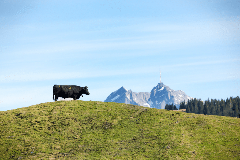 Black cow standing on a grassy hill in the Swiss Alps, with a distant snow-capped mountain peak and communication tower under a clear blue sky.