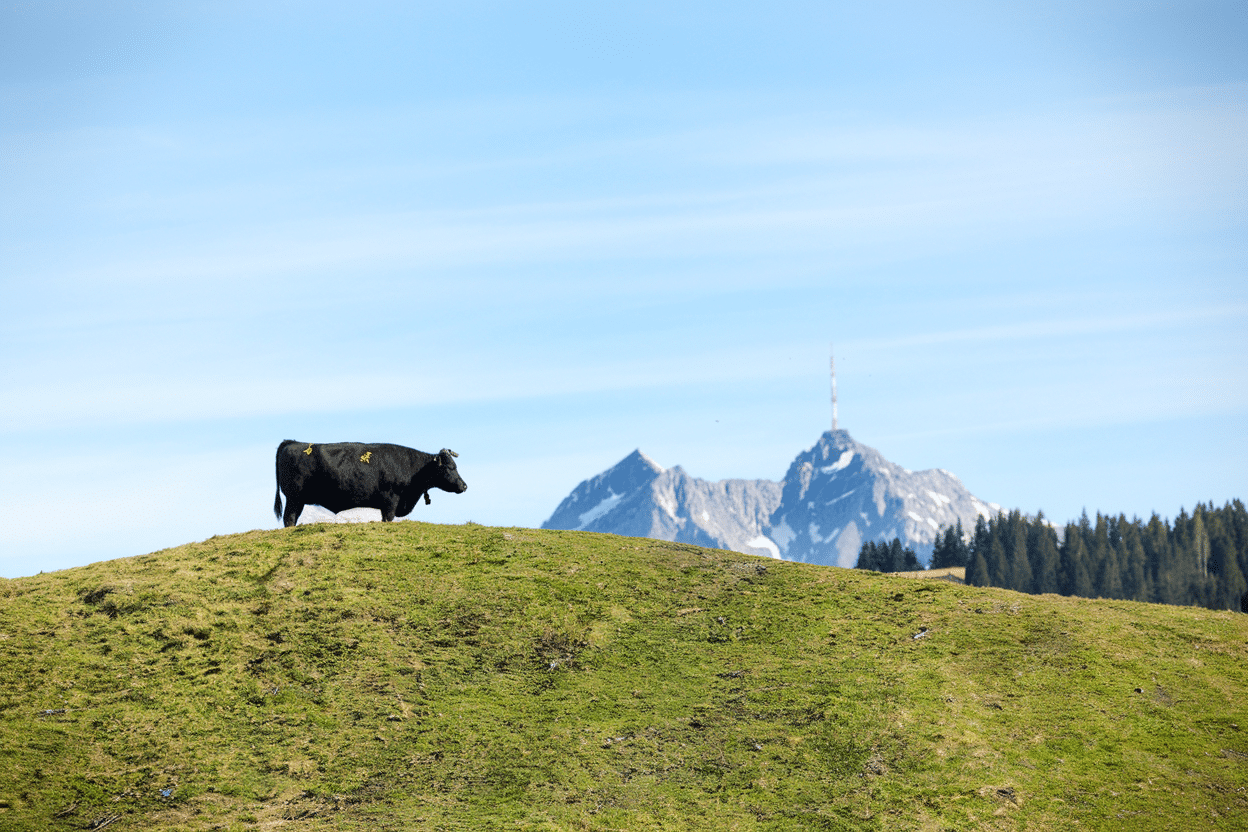 Black cow standing on a grassy hill in the Swiss Alps, with a distant snow-capped mountain peak and communication tower under a clear blue sky.