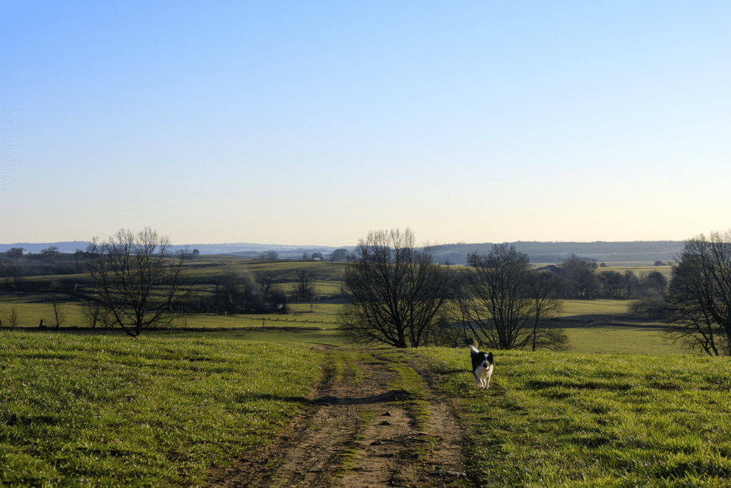 Open landscape in the UK featuring rolling green fields under a clear blue sky, with a dirt path and a dog running towards the foreground.