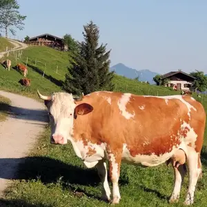 Austria