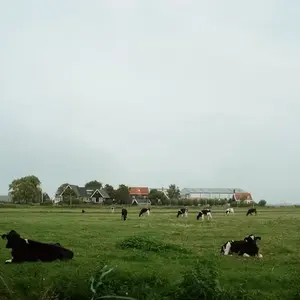 Netherlands