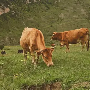 Russia