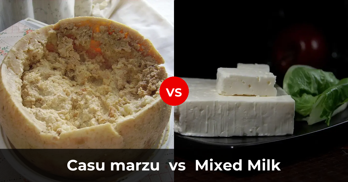Casu marzu Cheese vs Mixed Milk Cheese | Differences, Similarities ...