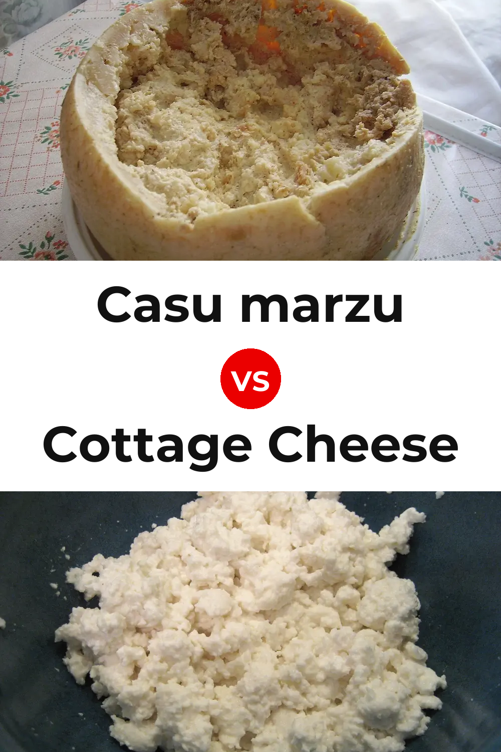 Casu marzu Cheese vs Cottage Cheese Pinterest comparison