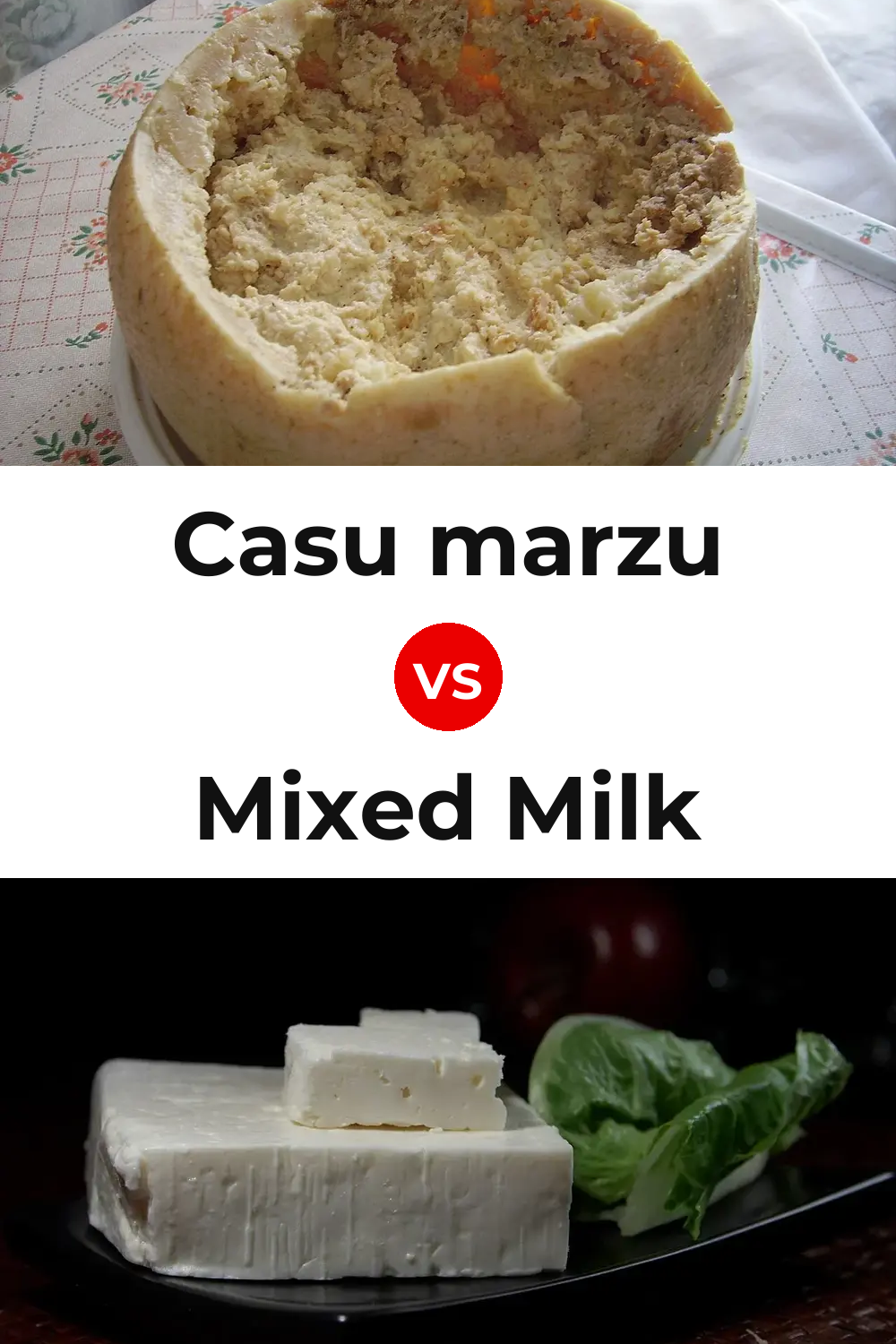 Casu marzu Cheese vs Mixed Milk Cheese | Differences, Similarities ...