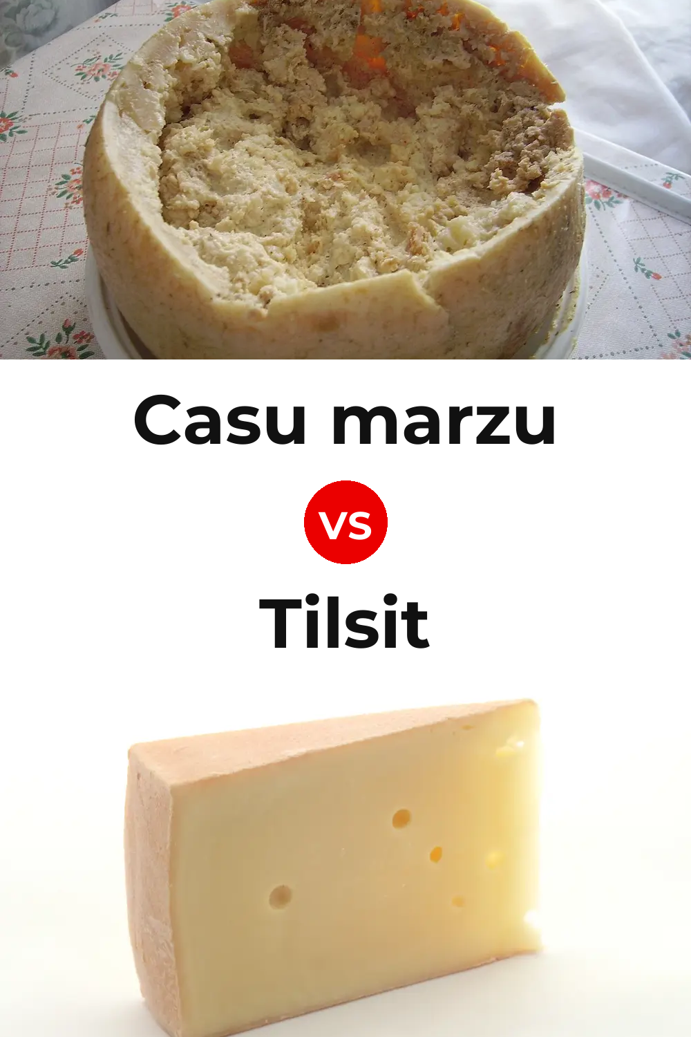 Casu marzu Cheese vs Tilsit Cheese Pinterest comparison